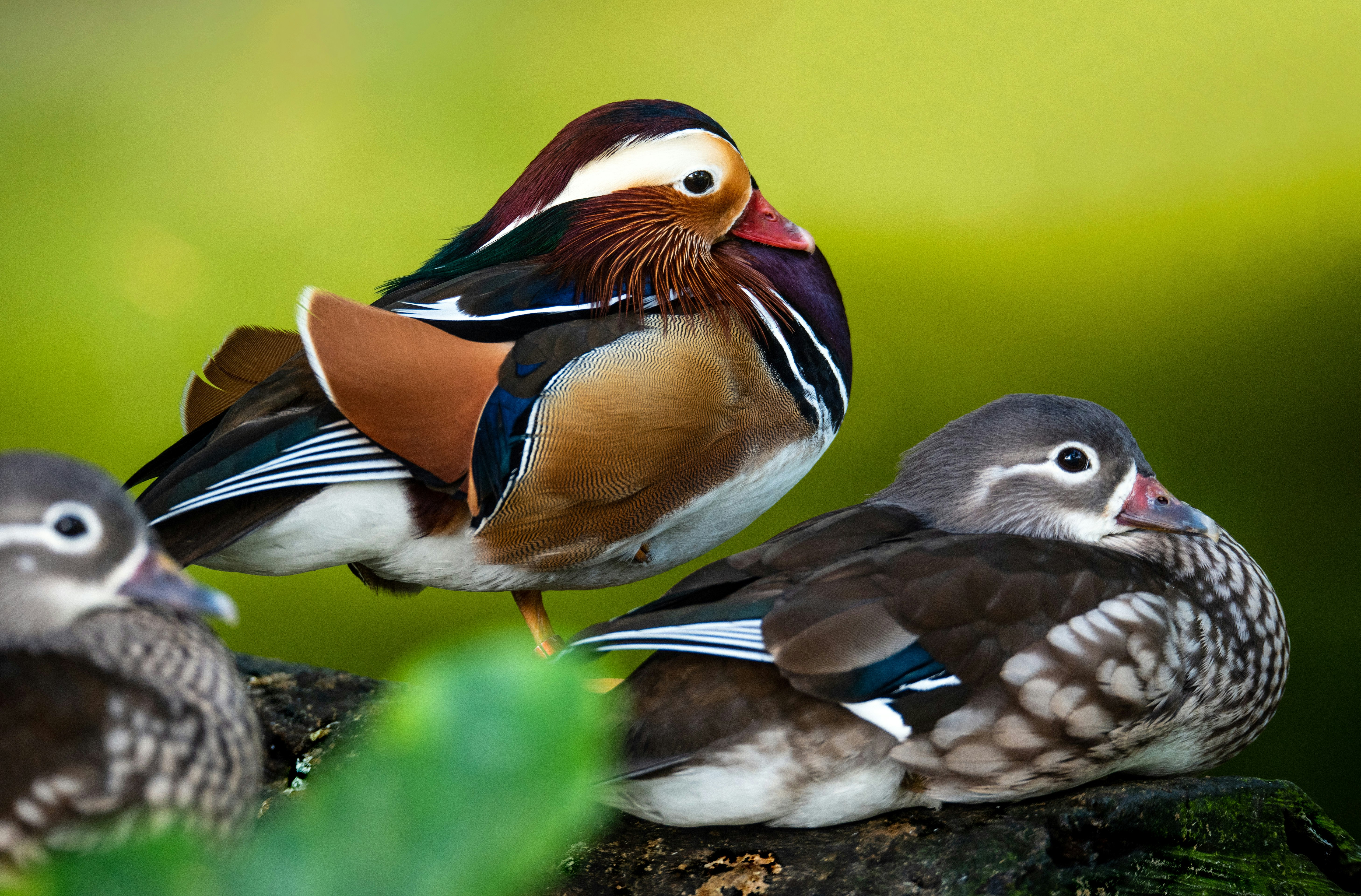 purple brown and white bird